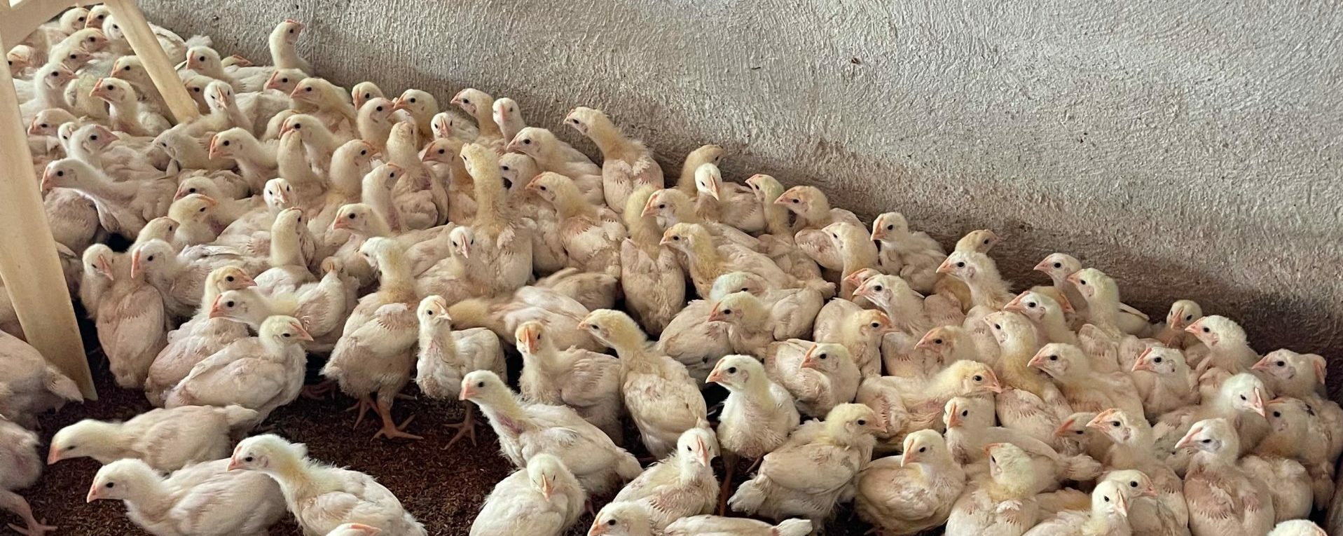 pollos de crecimiento lento criados en la granja de Clemente Colom en Baix Maestrat