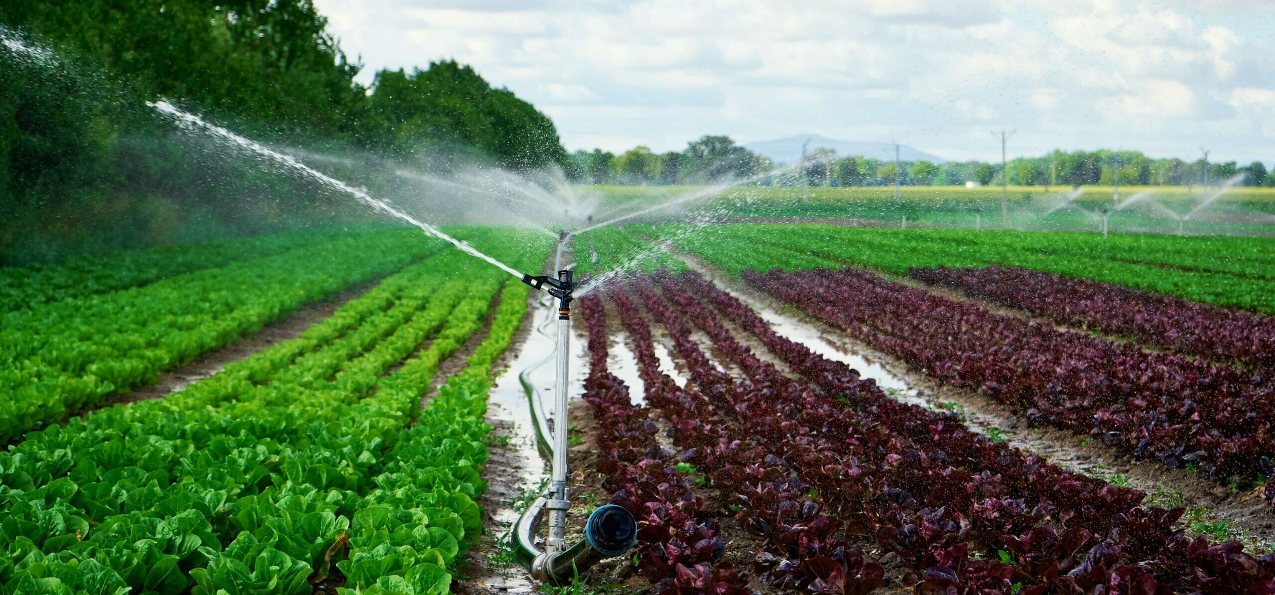 sistema moderno de riego regando cultivos en la granja de Clemente Colom Baix Maestrat