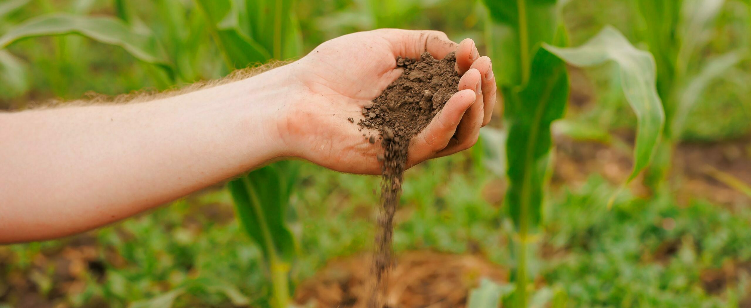 mano dejando caer tierra en los cultivos de Clemente Colom aplicando fertilización natural en Baix Maestrat