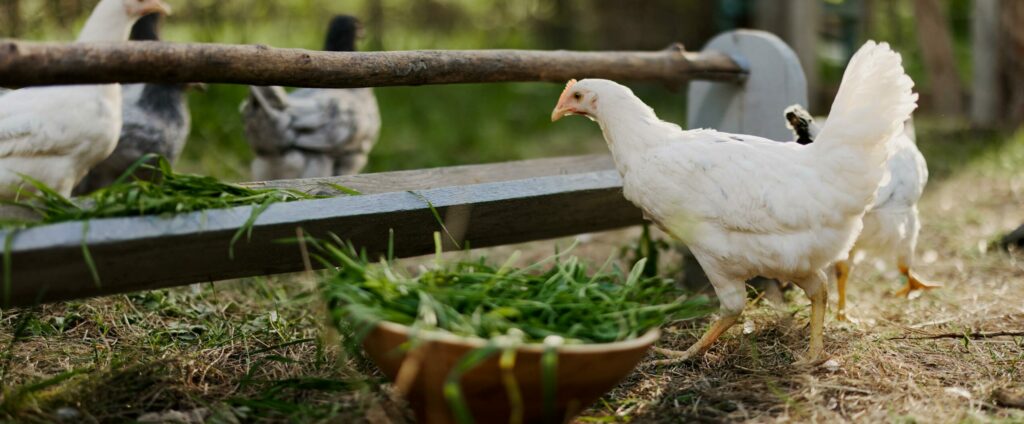 gallinas comiendo en la granja de Clemente Colom cumpliendo normas de bienestar animal en Baix Maestrat
