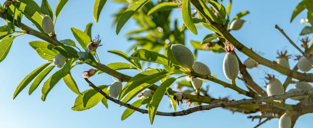 cultivo de ramas de almendros Clemente Colom Baix Maestrat