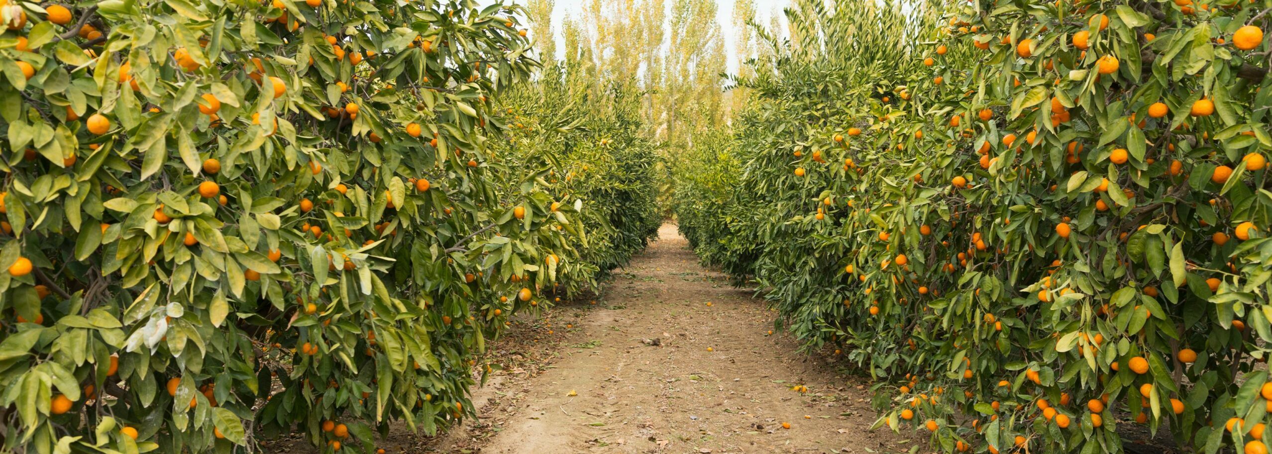 camino entre huerta de naranjos en la cooperativa de Clemente Colom Baix Maestrat