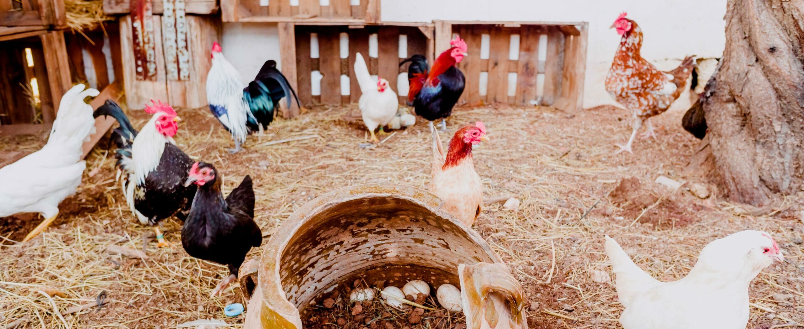 alimentacion natural de los pollos Clemente Colom Baix Maestrat