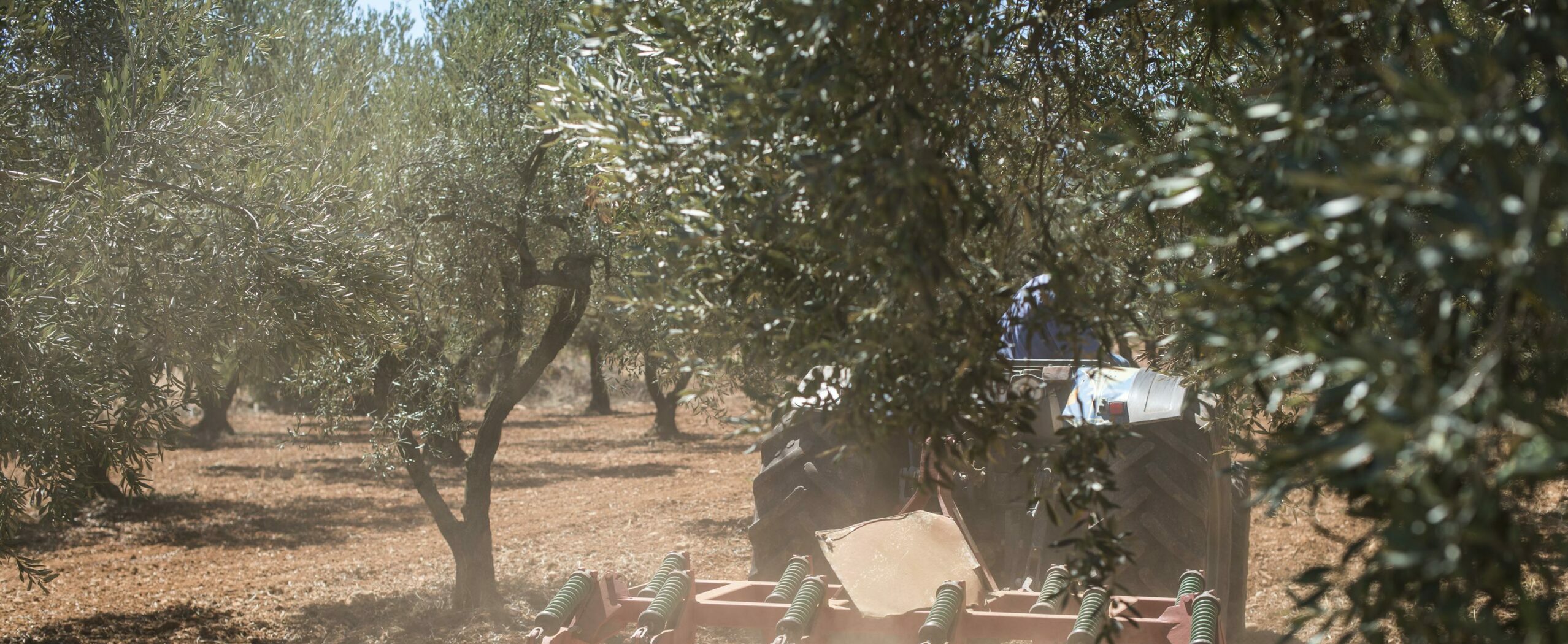 preparacion del campo de olivas Clemente Colom Baix Maestrat