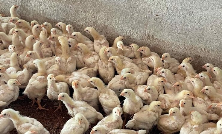 pollos de crecimiento lento criados en la granja de Clemente Colom en Baix Maestrat